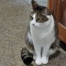 かみねこ profil fotoğrafı