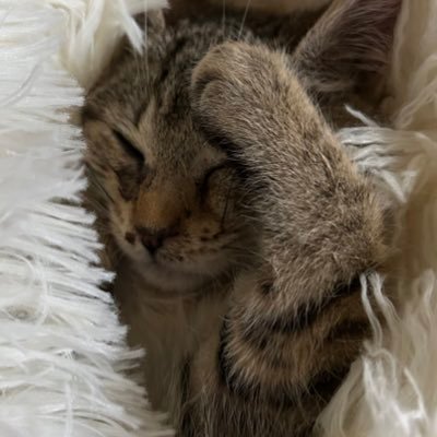 _annecoments's profile picture