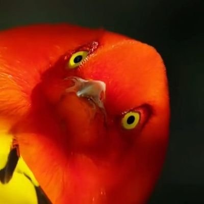 La Piaffe 🐦🚫's profile picture
