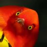 La Piaffe 🐦🚫's profile picture