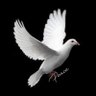 connyS 🕊️ nur2's profile picture