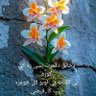 حق پرست افغان profil fotoğrafı