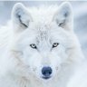 Profilbild von Raven White Wolf ~ Psychic Channel