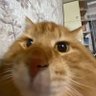 Kapsel's profile picture