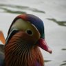 Xanxessa profil fotoğrafı
