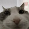 Profilbild von D1