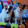 Annie & Karl ๐บ๐ธ's profile picture