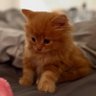 Karen's profile picture