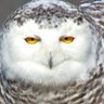LLamaCorn🍁 profil fotoğrafı