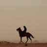سيف الدين 的头像