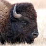 Profilbild von The Surly Bison