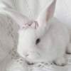 ꕥ미녀의 정석ꕥ's profile picture