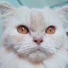 Ifa🖤 profil fotoğrafı
