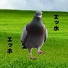 鳩ことsyou profil fotoğrafı