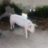 Bolt Cutter's profile picture