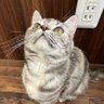 白川凛子 profil fotoğrafı