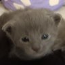Oddity's profile picture