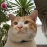 Somying profil fotoğrafı
