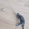 Фото профиля きなこ