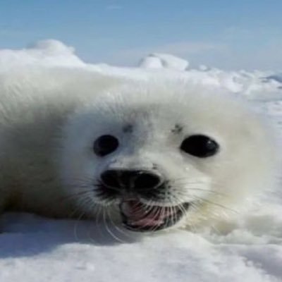 seal girl's profile picture