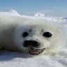 seal girl profil fotoğrafı