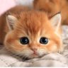 たまちゃん 的头像