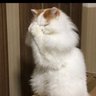 いかり's profile picture