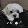 Profilbild von さおり🐶🎤