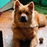 poodidap profil fotoğrafı