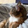 Florida Kat's profile picture