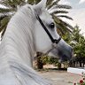 Фото профиля hesham
