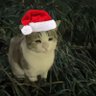 Profilbild von Aoi