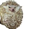 EnTerPlays profil fotoğrafı