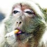 Profilbild von sirknella
