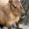 Фото профиля 山猫坊主