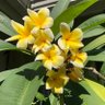 Фото профиля Meeka’s Plumerias