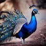 Фото профиля Velkumar