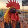 Фото профиля Gen X Rooster