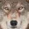 Frank subia's profile picture