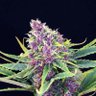 Фото профиля Aisha purple 🫐