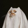 Fent Flipooor's profile picture