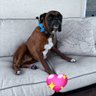 Hibiscus's profile picture