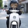 のらねこすけ's profile picture