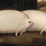 Фото профиля Very Elegant Piglet