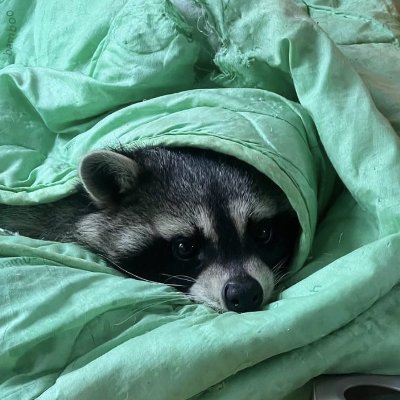 Colt's profile picture