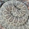 Prairie Rattler profil fotoğrafı