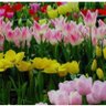 Фото профиля الفن الراقي