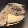 Ginowutz profil fotoğrafı