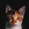 Use some common sense's profile picture