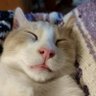 Blessed's profile picture